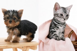犬と猫の画像